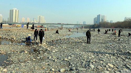 黄河 露底 市民河心滩捡石头 