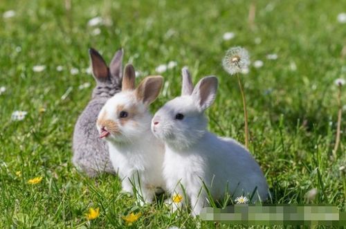 揭秘1963年 卯兔 的终身寿命,57岁后什么命 家有属兔的速看
