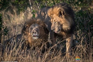 肯尼亚出现一对 Gay狮子 