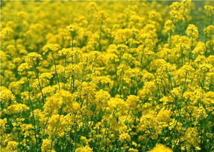 油菜花怎么做好吃 香菇扒油菜的做法图解