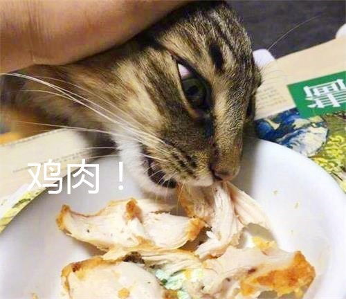 猫咪看到美食后,它的举动让主人抓狂,网友却说 这结局太虐了