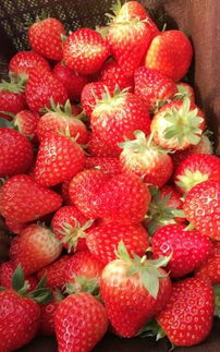 草莓季 魔都采草莓最全指南
