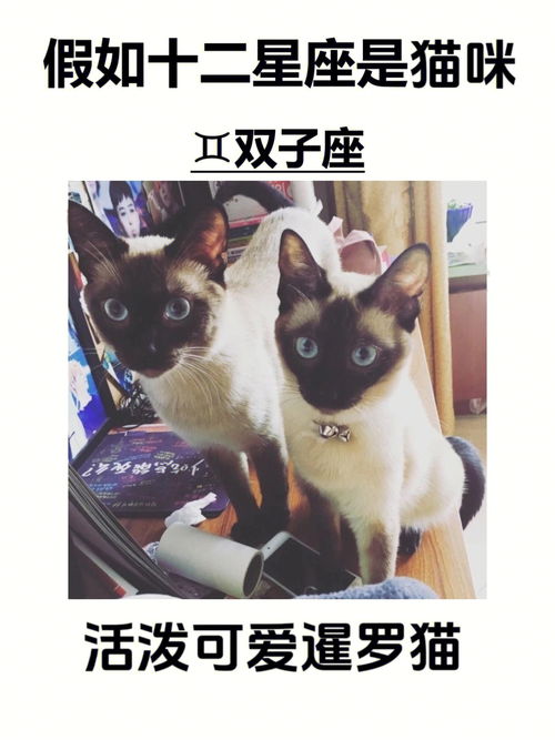 星座分享 假如十二星座是猫咪 