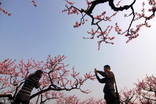 四大桃花星,八字有这四个生肖就桃花运开挂,乾隆四个都有