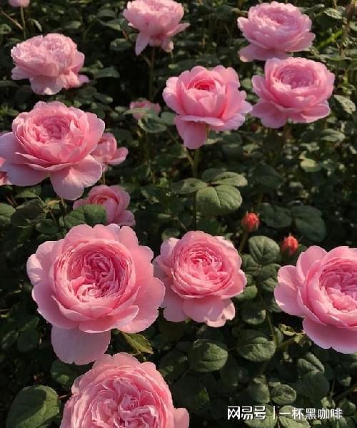 月季花界 女神 瑞典女王,又美又仙,仿佛像仙女一样