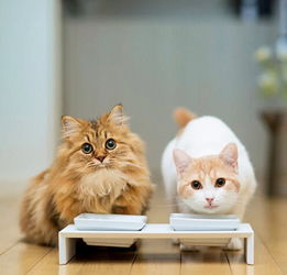 猫咪智商高是什么表现 网友分享