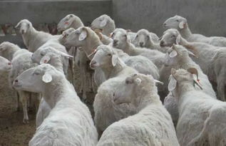 养羊不赚钱的人,你们想过原因吗