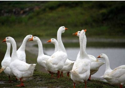 鸡鸭鹅都是家禽,为何农村养鸡鸭的多,养鹅的却很少 鹅难养吗