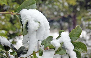 六月飞雪是怎样形成的