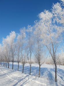 雪景背景 信息阅读欣赏 信息村 K0w0m Com