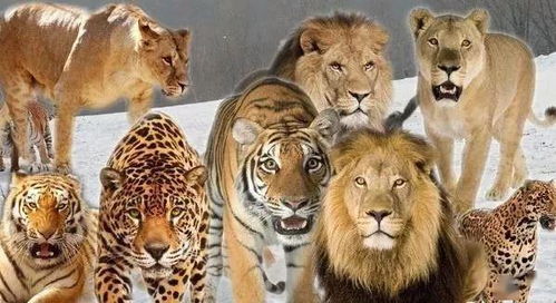 猫科动物实力排名,战力最强的十大猫科动物,东北虎第一毫无争议