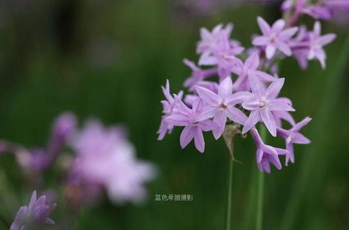 我镜头下的4种夏天花卉,马鞭草可入药紫娇花可食用,你知道吗