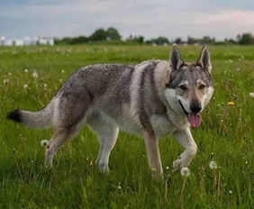 捷克斯洛伐克狼犬 斗图表情包大全 - 与 捷克斯