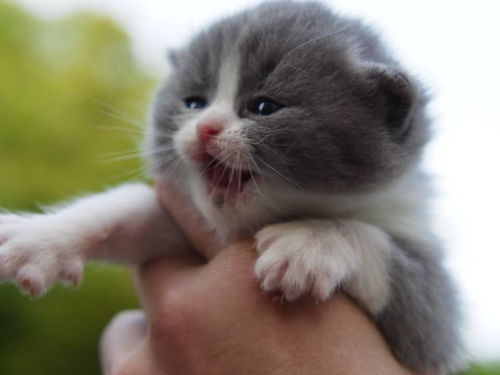 纯种英国短毛猫多少钱一只 纯种蓝猫多少钱 蓝猫价格 