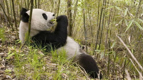 熊猫属于什么科动物