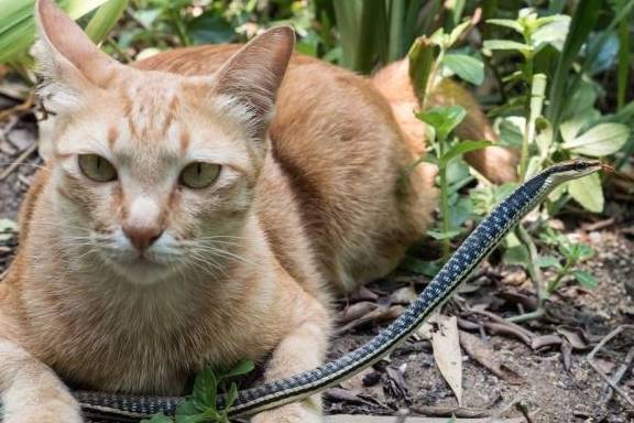 农村的猫为什么喜欢抓蛇 是因为蛇也吃老鼠吗