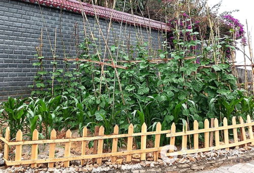 多彩贵州网 系列报道之一 贵州水城 千家万户小康菜园建设再添决战新活力 
