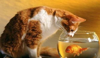 猫吃生鱼还是熟鱼好 