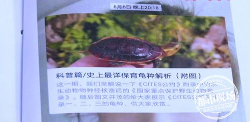 养个乌龟也犯法 男子网上买2只乌龟,几个月后被判了刑