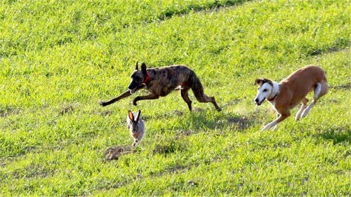 2只猎犬狂追野兔,半天没追上,野兔最后的翻身太秀了 