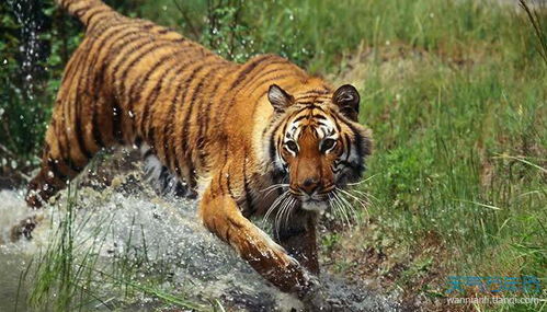 生肖虎最有福的3大月份 属虎的几月出生有福气命