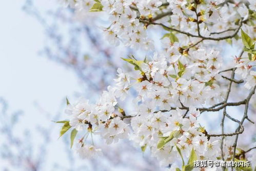 3月初,喜鹊报喜,姻缘逆袭,等待真爱,受爱情滋润,生活彩旗飘 天蝎座 