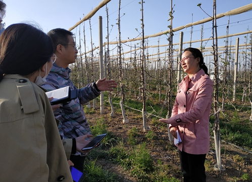 甘肃宁县苹果产业让贫困户稳定脱贫