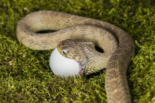 蛇一次一般能生多少蛋 