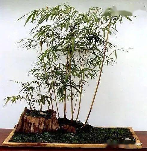 竹子可以养在家里吗