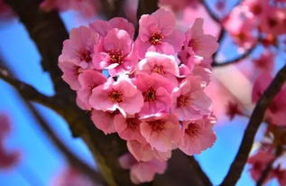 错过要再等一年 深圳的梅花 月季花 山茶花 樱花最近开成花海了 