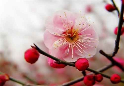 植物冷知识 梅花的别称有哪些 尽数中华千年来的文人风雅