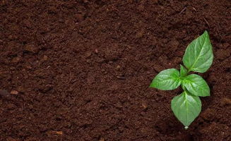 如何判断土壤的肥力程度,为什么土壤呼吸强度是衡量土壤肥力的指标之一