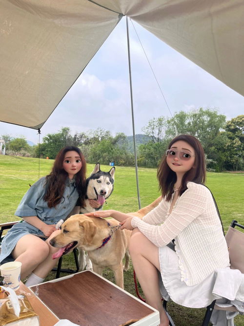 在杭州又双叒带着狗狗去露营 