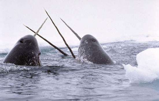 在北冰洋生活着一种独角鲸鱼,它独角其实是牙齿但至今不明干嘛用