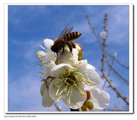 关于梅花和蜜蜂的诗句