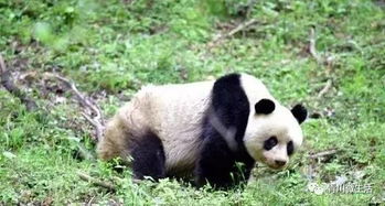 大熊猫,我们走,去找一个男朋友 青川再现大熊猫 上树式求偶 