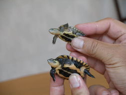 黄喉拟水龟每年什么时候出苗？