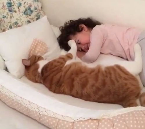 小主人非要和橘猫睡觉,要抱抱,接下来真是萌化了