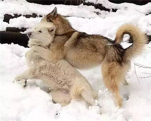 狼和狗是近亲吗 它们之间存在生殖隔离吗 能生出狼还是生出狗
