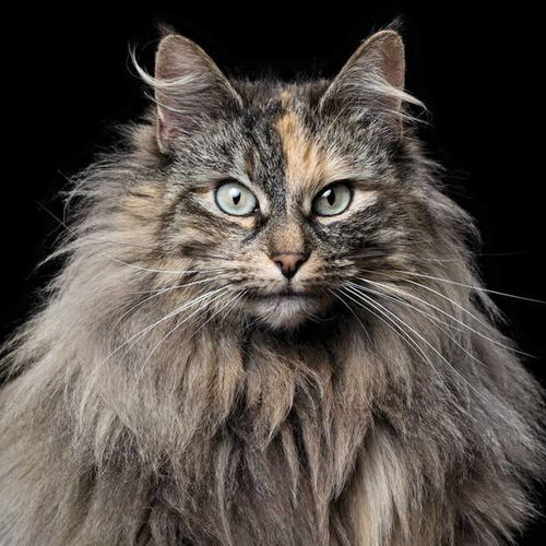 家长们需要知道的长毛猫饲养问题 挪威森林猫