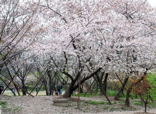 武汉大学的樱花,享有 三月赏樱,唯有武大 的美誉,每年三月中旬进入盛花期 