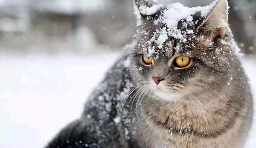 这个冬天不太冷,教你三招,带着猫咪舒服过冬