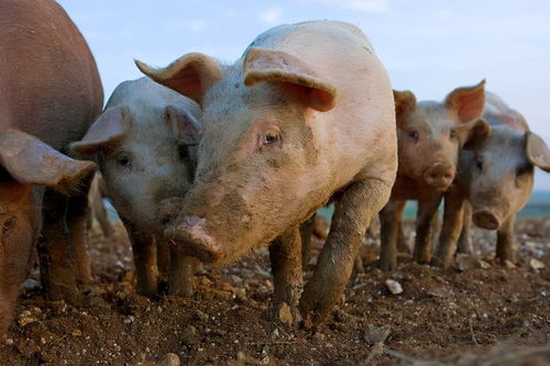 英国将集中焚毁10万头活猪 养殖户 屠夫都跑了,请帮帮我们