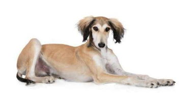 世界上最贵的狗狗品种,第一名产自中国,称无价之宝,可遇不可求 