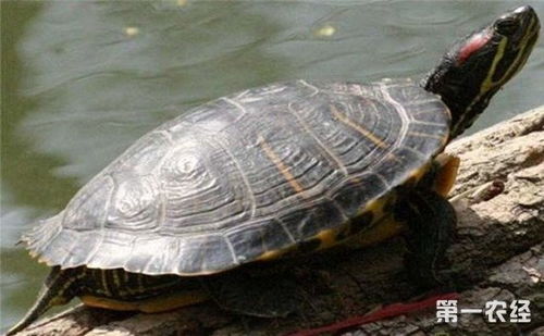 巴西龟怎么看年龄 巴西龟多大能下蛋