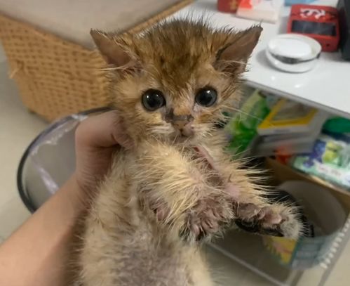 救了一只流浪橘猫,养了一个月后发现是金渐层 捡到宝贝了