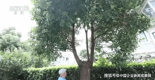 老人修剪香樟树被罚14万 央视 谁危害环境
