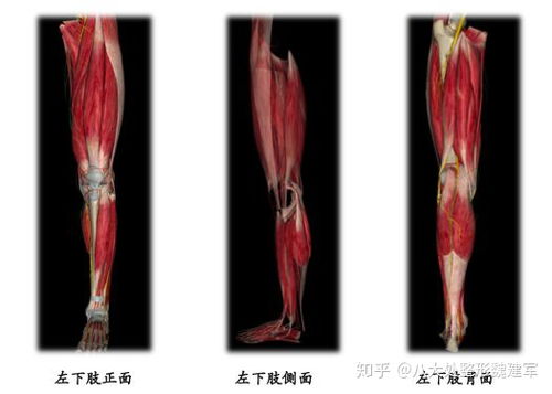 在现如今 去哪里注射瘦腿针比较好呢 米粒分享网 Mi6fx Com