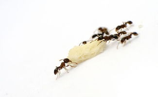 什么是蚂蚁短租呢？