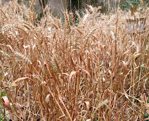 夏日拾趣 神奇的冬小麦
